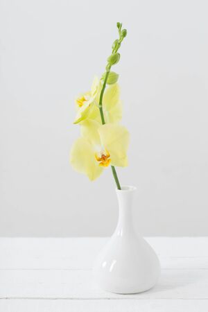 yellow orchids in vase on white backgroundの写真素材