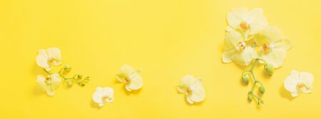 orchids flowers  on yellow paper backgroundの写真素材