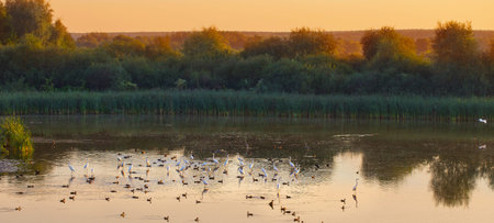  flock of white herons on the lake at sunset 