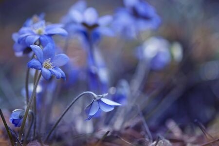 blue snowdrops close up in spring forestの写真素材
