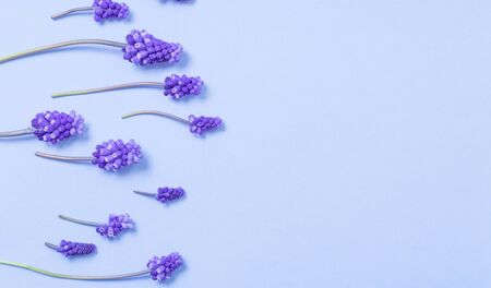 muscari flowers on blue paper backgroundの写真素材