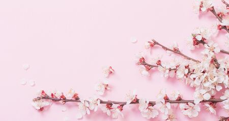 cherry flowers on pink paper backgroundの写真素材