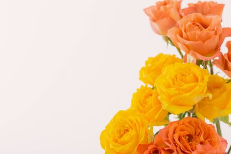 orange and yellow beautiful roses on white backgroundの写真素材