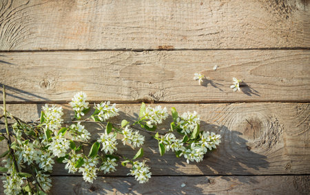 spring flowers on old wooden background