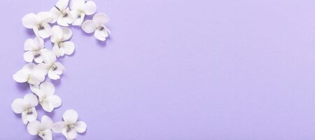 viola flowers on color paper  backgroundの写真素材