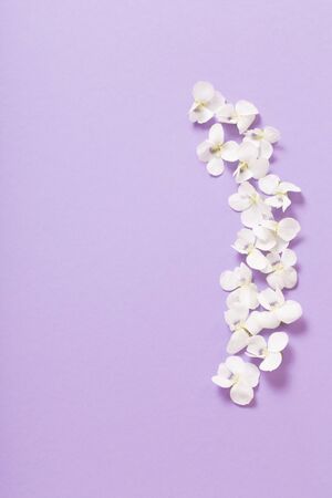 viola flowers on color paper  backgroundの写真素材