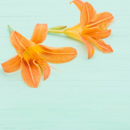 orange day-lily on wooden backgroundの写真素材