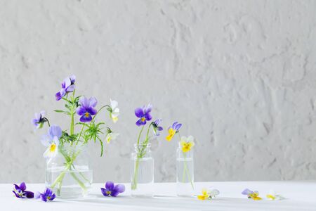 viola flowers in glass jars on white backgroundの写真素材