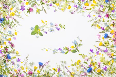 beautiful wild flowers on white backgroundの写真素材