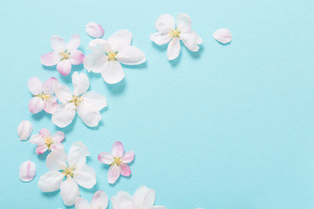 apple flowers on blue paper background