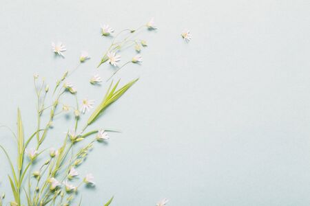 wild flowers on paper backgroundの写真素材