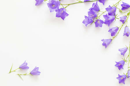 blue wild flowers on white backgroundの写真素材