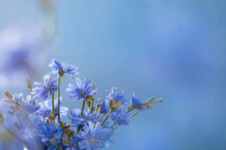 chicory flowers close up on blue backgroundの写真素材