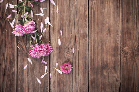 pink chrysanthemums on dark wooden backgroundの写真素材