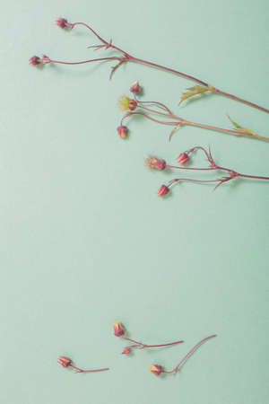 wild avens flowers on paper backgroundの写真素材