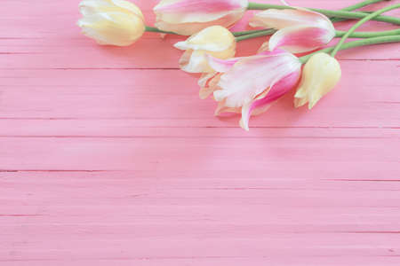pink and yellow tulips on painted wooden backgroundの写真素材