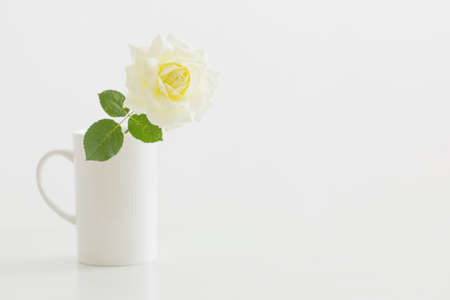 yellow rose in white cup on white backgroundの写真素材