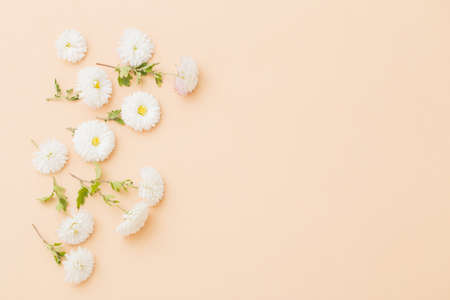 white chrysanthemums on paper backgroundの写真素材