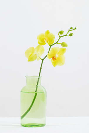 yellow orchids in vase on white backgroundの写真素材