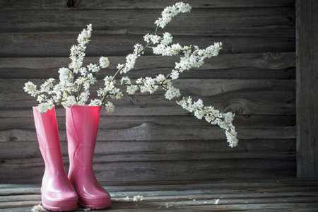 cherry flowers in pink rainboots on old wooden backgroundの写真素材