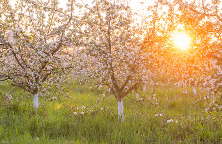 spring flowering apple orchard in sunlightの写真素材