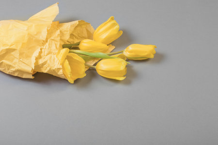 yellow tulips on gray background, color of 2021の写真素材