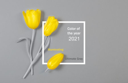 yellow tulips on gray background, color of 2021の写真素材