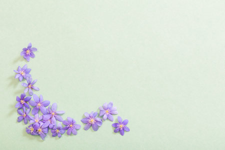 spring violet flowers on green background