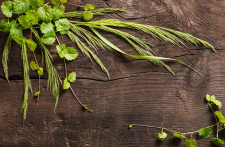 wild plants on old dark wooden backgroundの写真素材