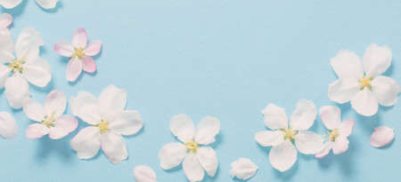 apple flowers on blue paper backgroundの写真素材