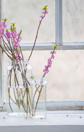 spring flowers in jars on old white windowsillの写真素材