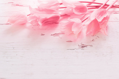 pink tulips on painted wooden background