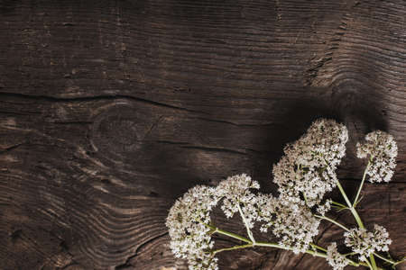 valeriana officinalis on old dark wooden backgroundの写真素材