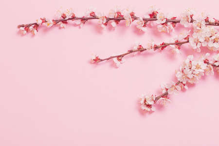 cherry flowers on pink paper backgroundの写真素材