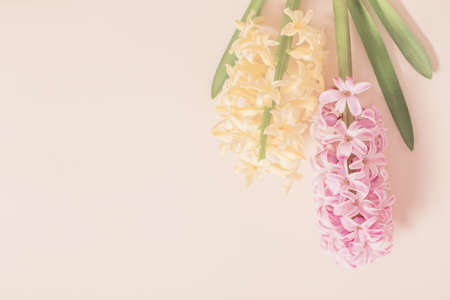 two hyacinths on yellow backgroundの写真素材