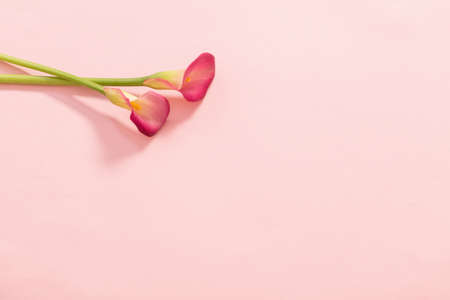 beautiful flowers of calla lily on paper backgroundの写真素材