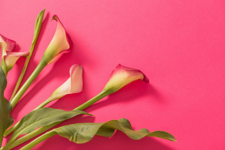 beautiful flowers of calla lily on paper backgroundの写真素材