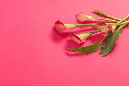 beautiful flowers of calla lily on paper backgroundの写真素材