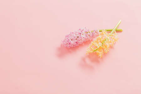 two hyacinths on pink backgroundの写真素材