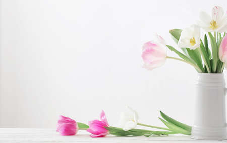 white and pink tulips in jug on white backgroundの写真素材