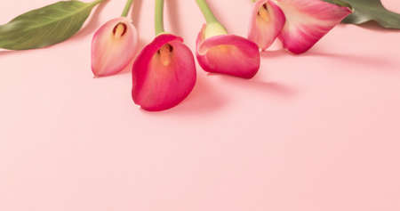 beautiful flowers of calla lily on paper backgroundの写真素材