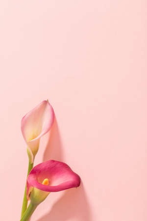 beautiful flowers of calla lily on paper backgroundの写真素材