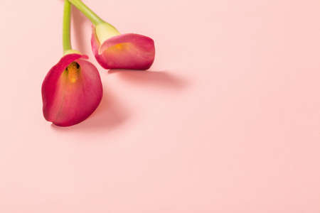 beautiful flowers of calla lily on paper backgroundの写真素材