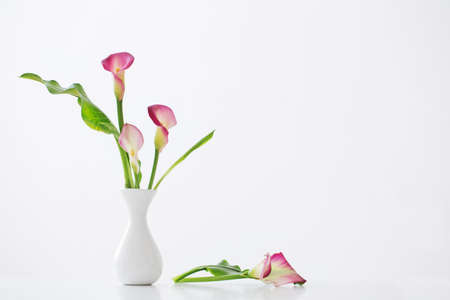 pink calla lily in vase on white backgroundの写真素材