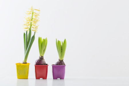 hyacinth flowers in plastic pot on white backgroundの写真素材