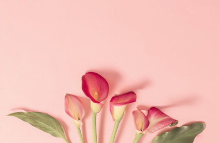beautiful flowers of calla lily on paper backgroundの写真素材