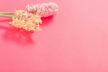 two hyacinths on pink backgroundの写真素材
