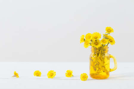 coltsfoot flowers in yellow jar on white backgroundの写真素材