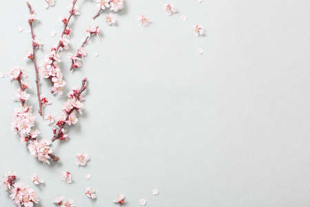 pink cherry flowers on white backgroundの写真素材