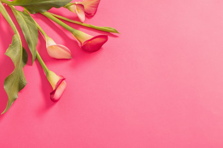 beautiful flowers of calla lily on paper backgroundの写真素材